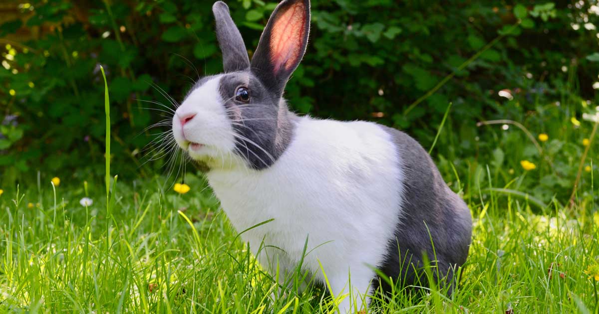 Køb en kanin på dyreportalen.dk